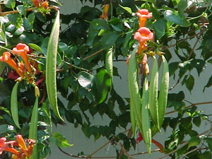 Trumpetcreeper flowers with seed pods